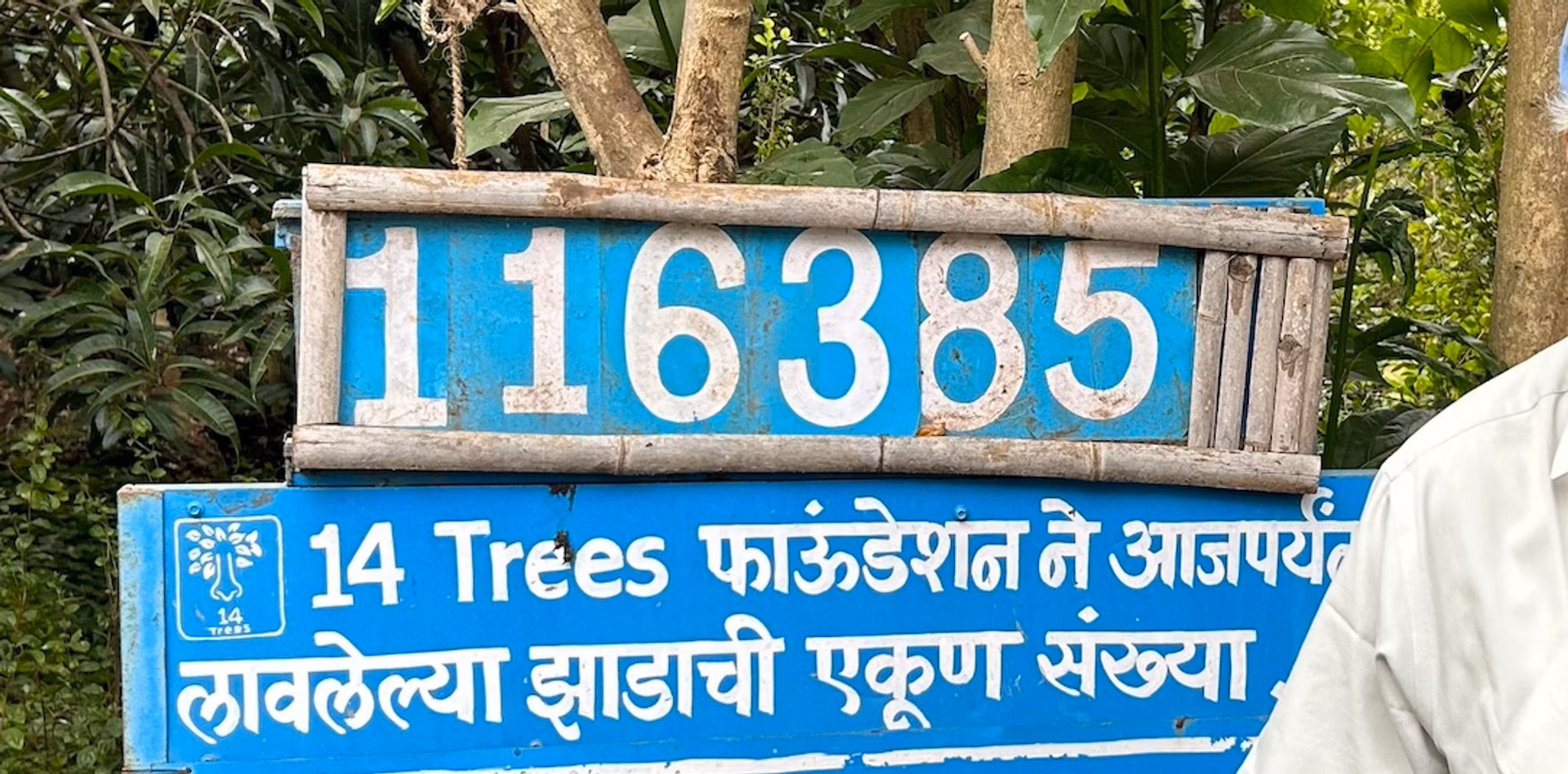14trees7.avif