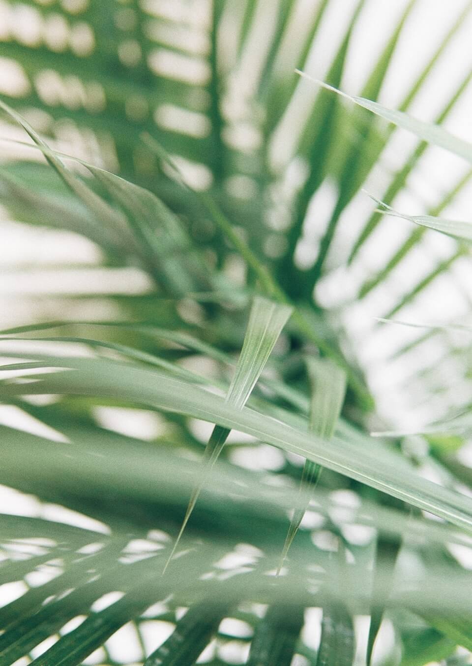 palm-leaves-close-up.jpg