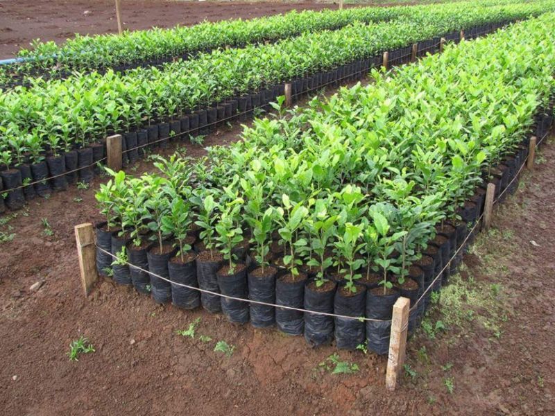 plant9.jpg